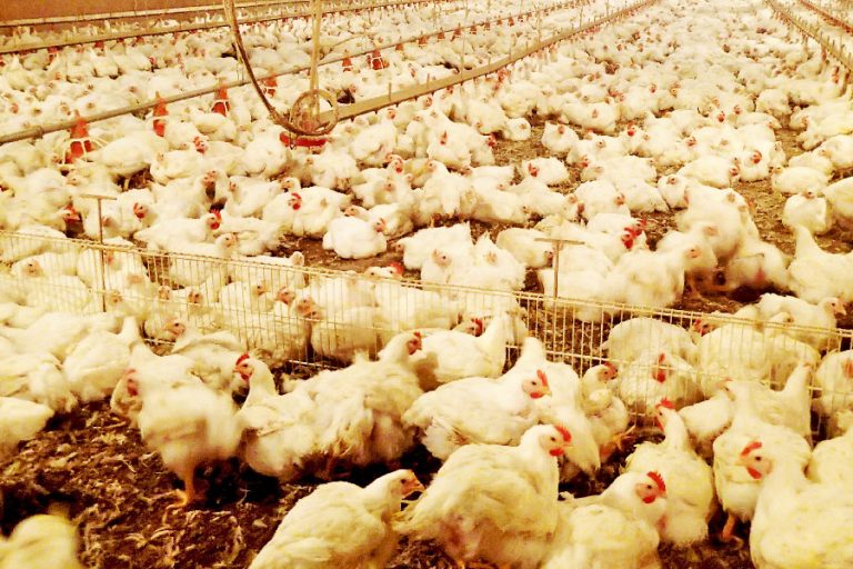 From Farm to Table Tackling Antimicrobial Resistance in Poultry