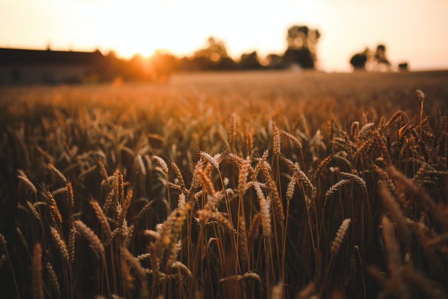 India-uk-agriculture-tpci