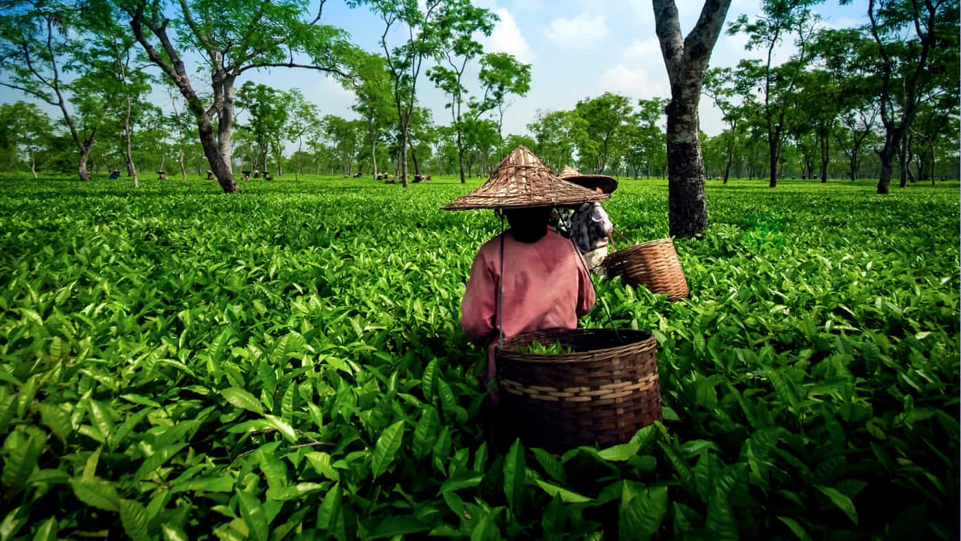 Arbitrary withdrawal of Codex standards is harming tea trade