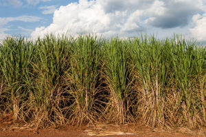 sugarcane