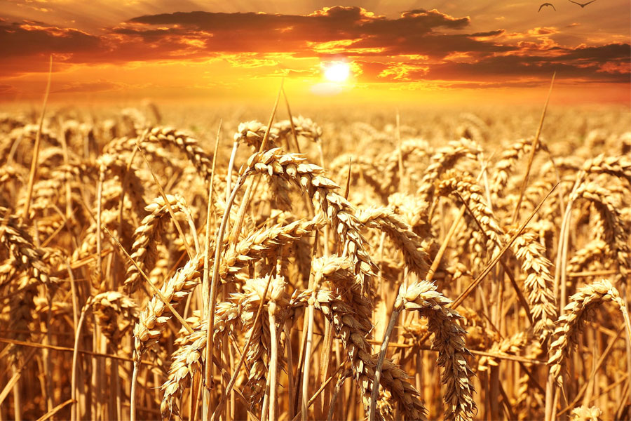 Wheat