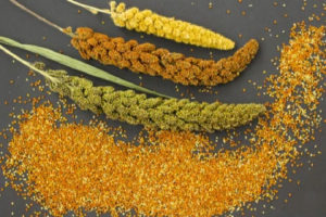 International Year of Millets