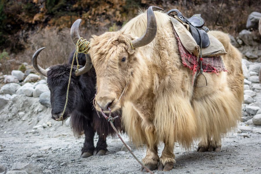 Himalayan Yak, now a Food animal: FSSAI | India Business and Trade