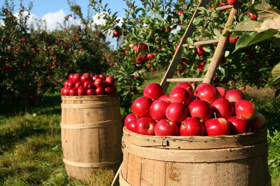 Apple Tpci Pixabay