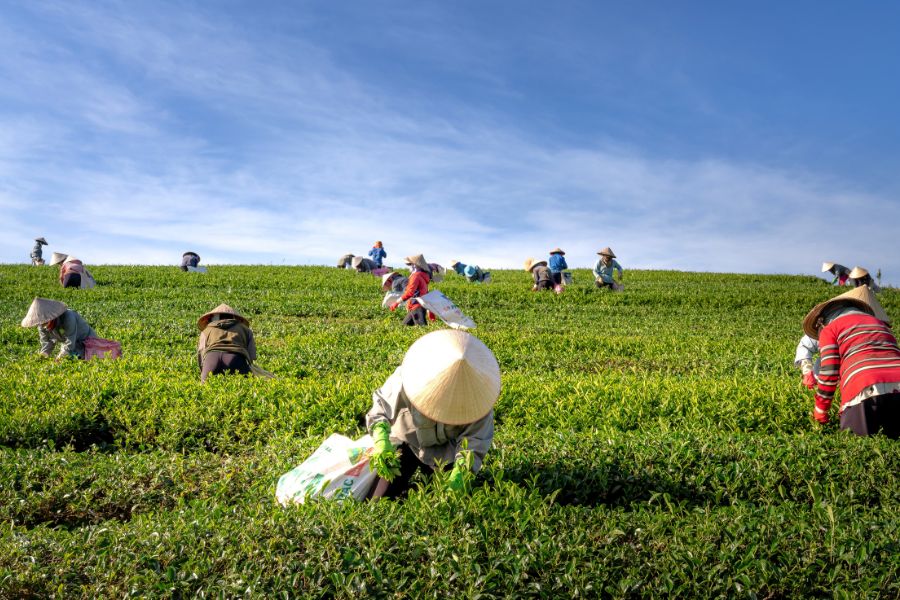 Farming_pexels