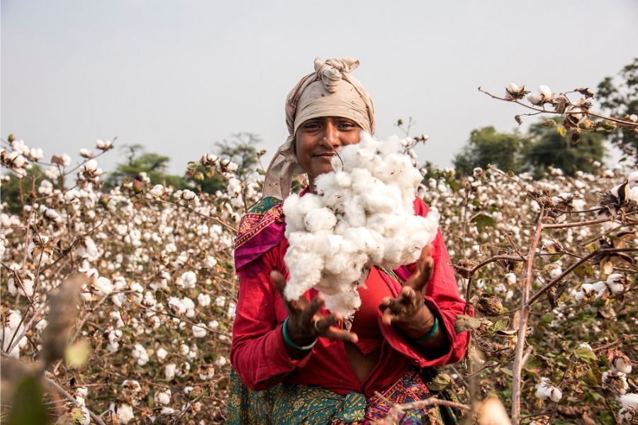 cotton_tpci
