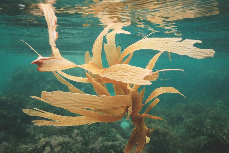seaweed_tpci