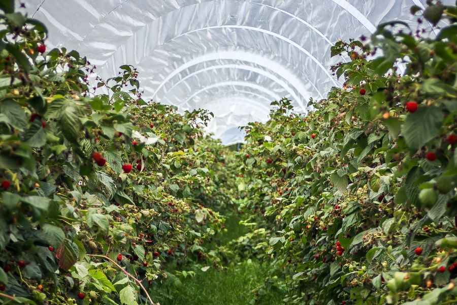 Polyhouse farming - Greenhouse - tpci
