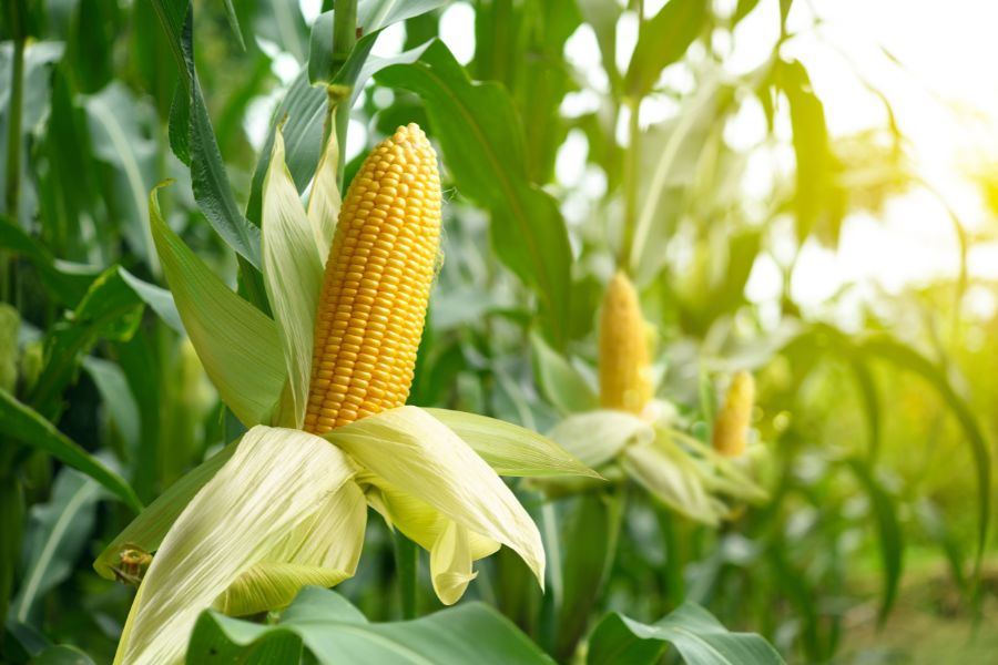 Maize_TPCI
