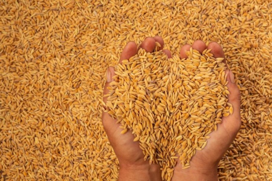 food grain - tpci
