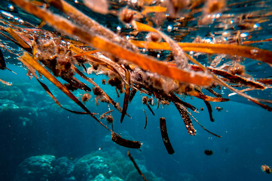 seaweed_tpci_pexels