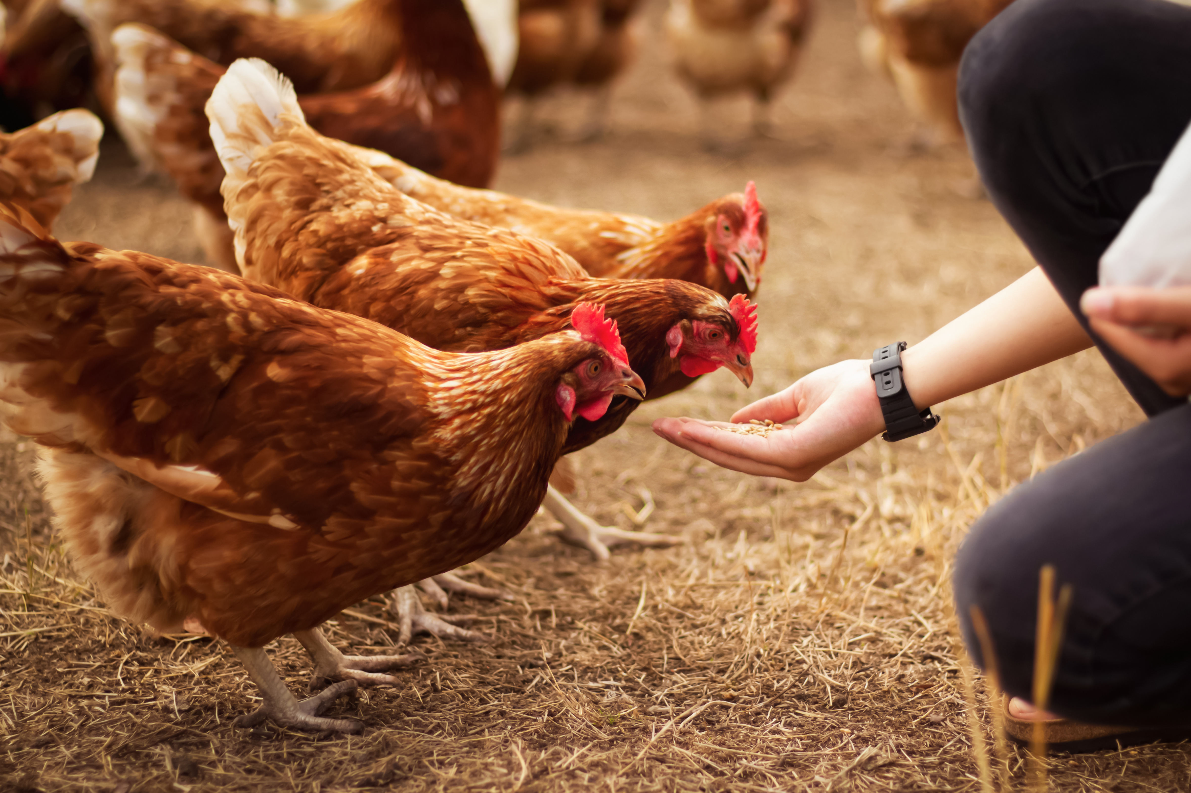 animal husbandry - tpci