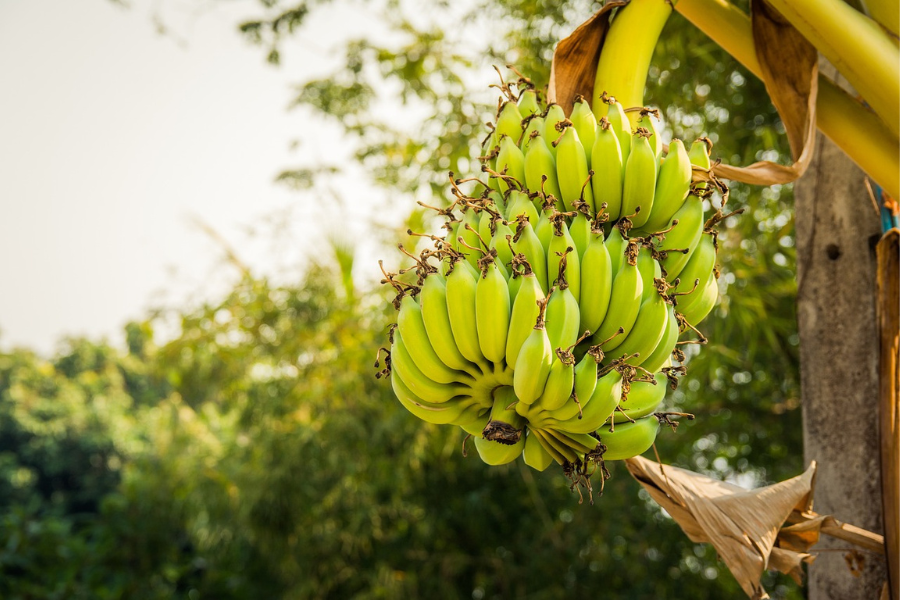 bananas_pixabay_tpci
