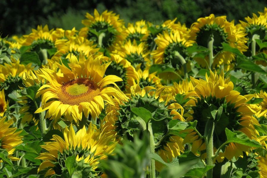 sunflower_tpci