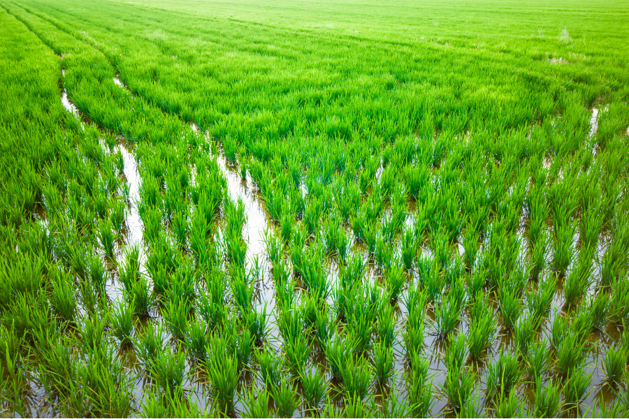 rice 