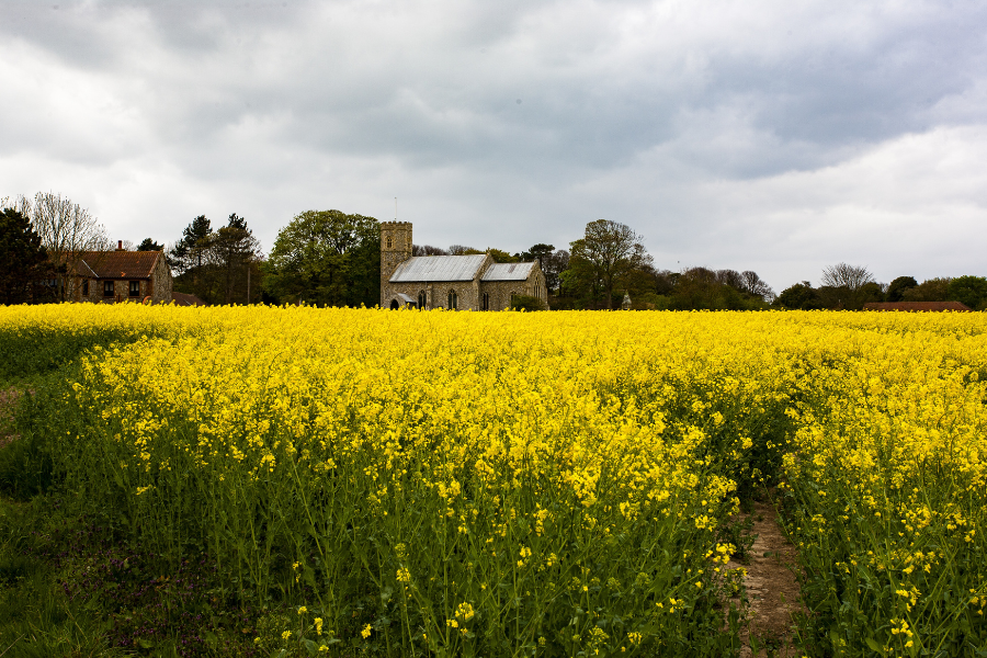 rapeseed_freepik_tpci