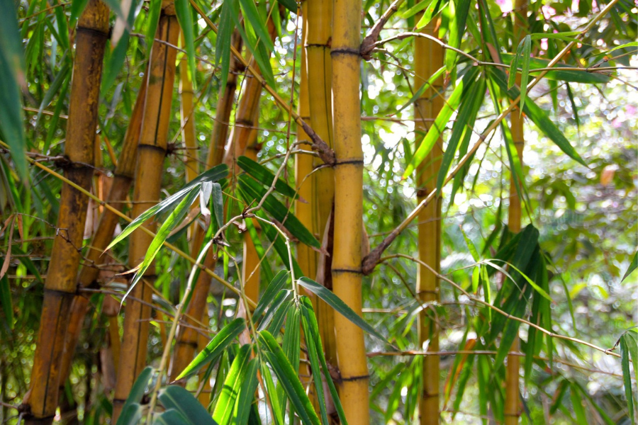 bamboo_pixabay_tpci
