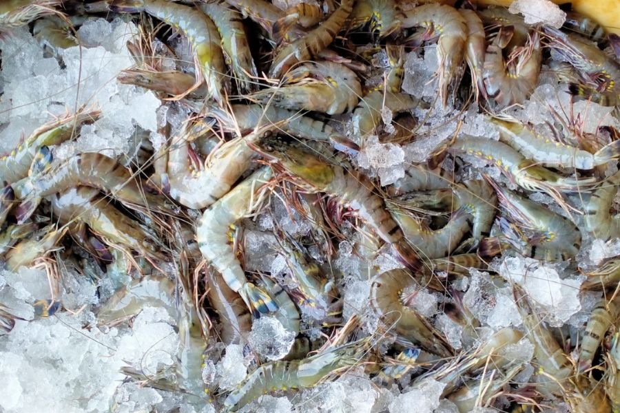 shrimp_tpci