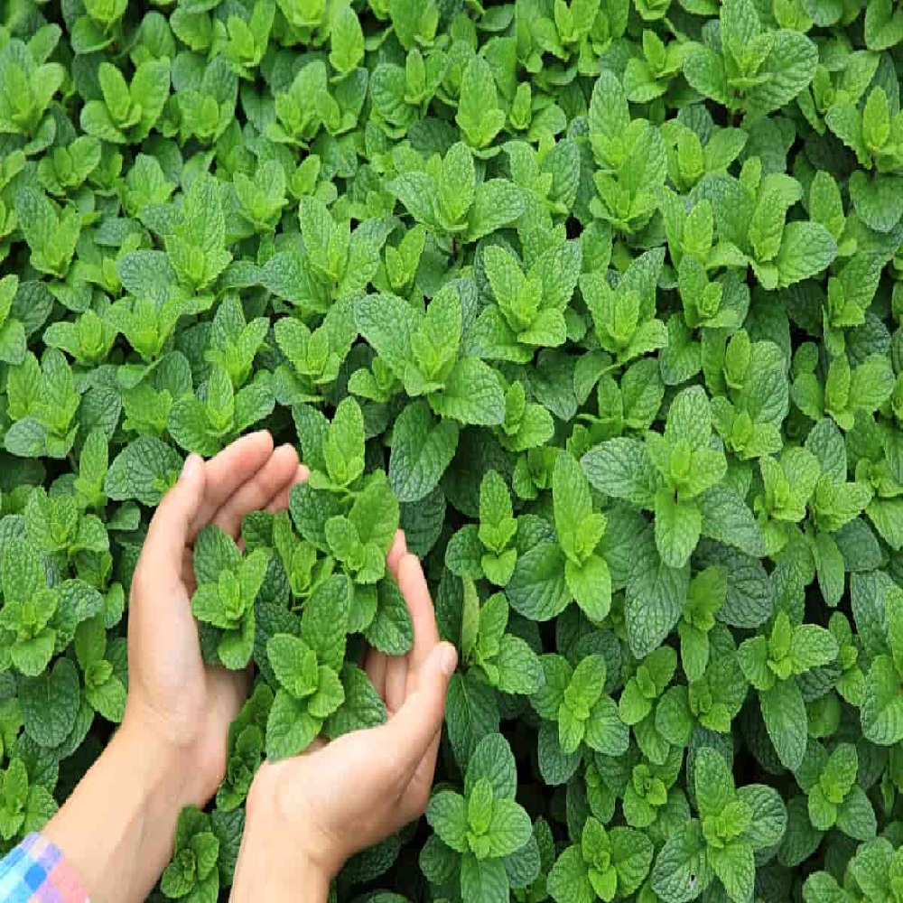 Rising Demand, Good Market Price and Multiple Uses Boost Interest in Peppermint Cultivation for Formers
