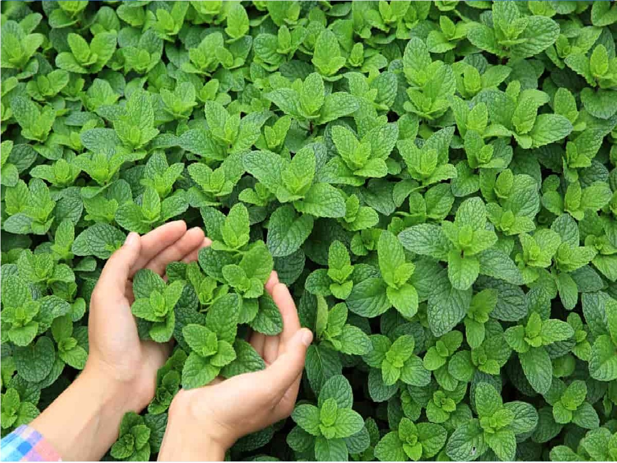 Rising Demand, Good Market Price and Multiple Uses Boost Interest in Peppermint Cultivation for Formers
