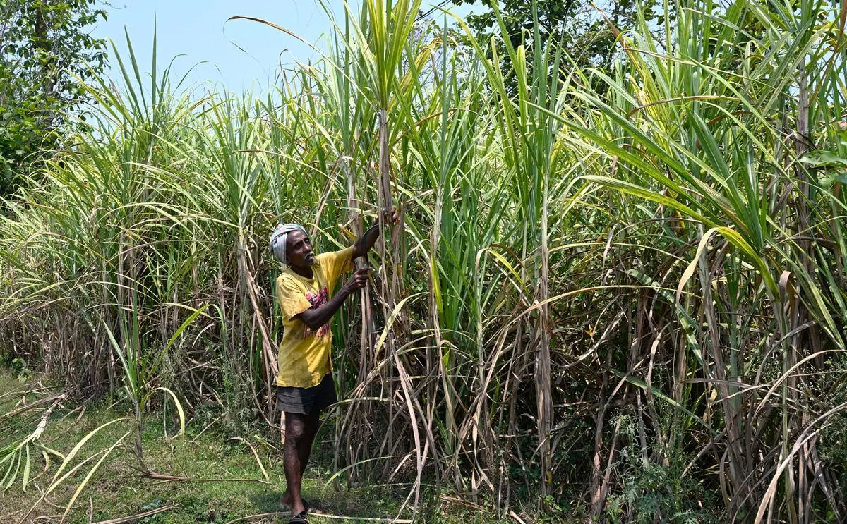Government Withdraws Sugarcane Control Order 2026 Draft After Farmers’ Objections