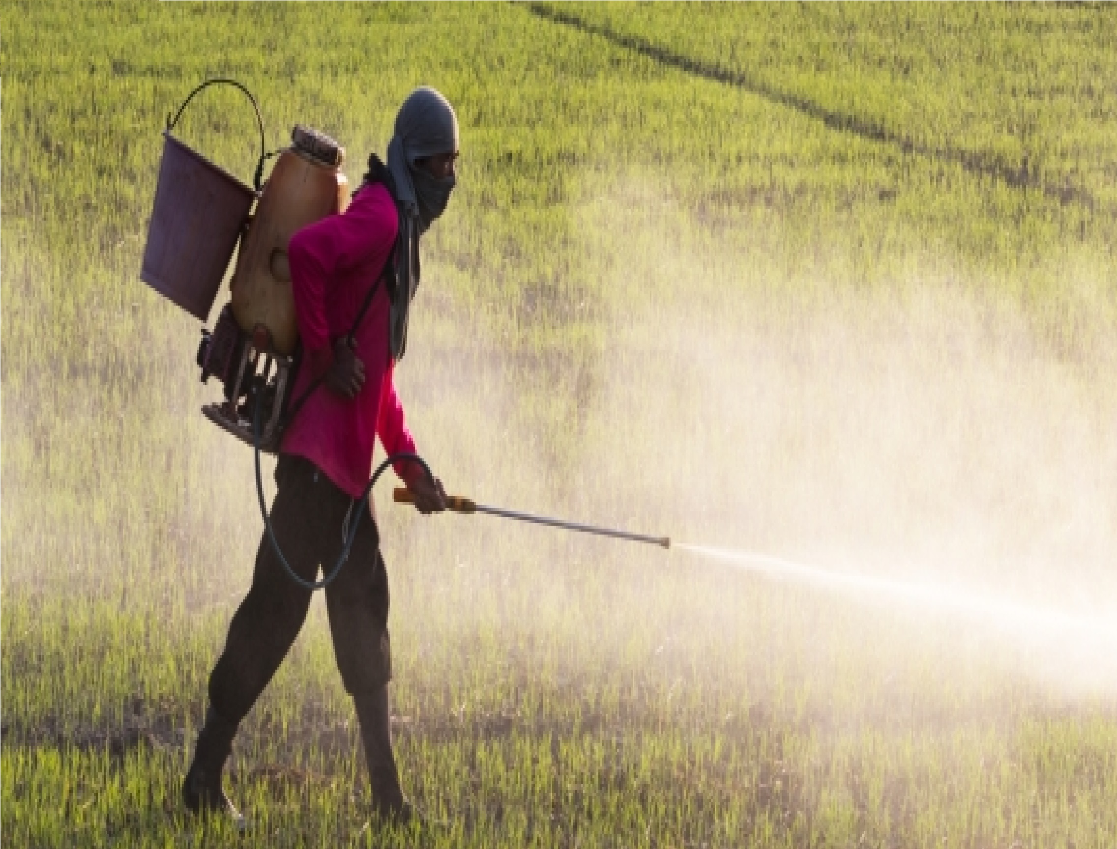Sowing Kharif Crops? ICAR Warns Against Excess Chemical Fertilisers, Launches Pan-India Awareness Drive