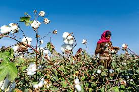 India Removes Cotton Import Duty Till October 30 to Support Textile Industry