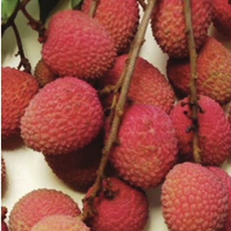 Uttarakhand Litchi to Italy